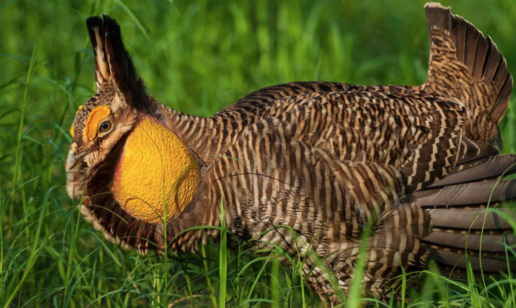 Houston Zoo breeding critically endangered prairie chicken » ¡Que Onda ...