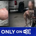 photographs of dog bite after pitbull attacked smaller dog
