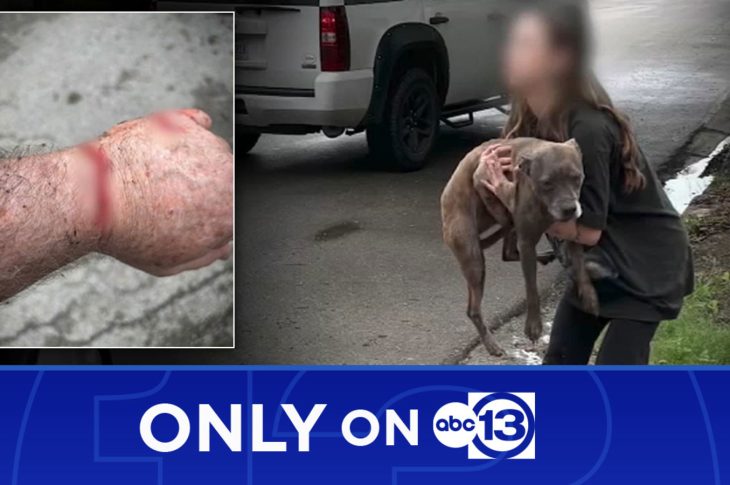 photographs of dog bite after pitbull attacked smaller dog